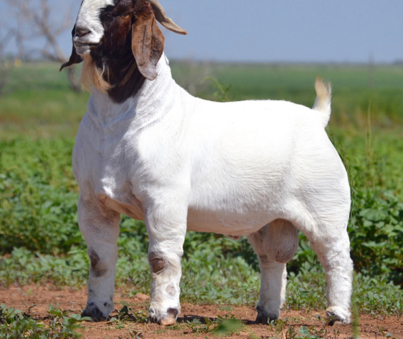 Boer Goats