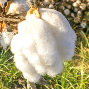 Cotton