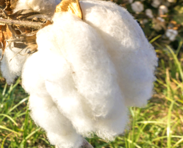 Cotton