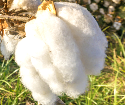 Cotton