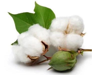 Cotton seed