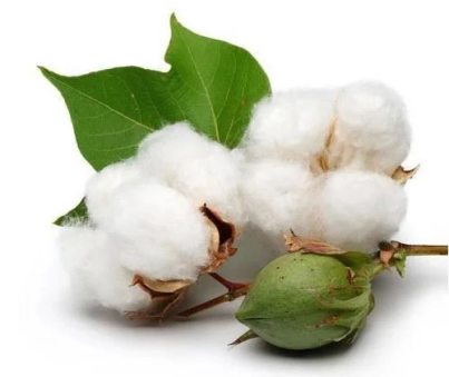 Cotton seed