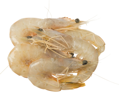 Fresh Frozen Shrimp