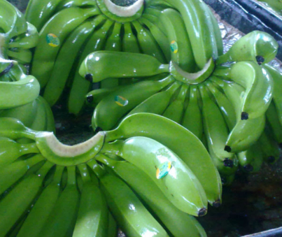 Fresh Green Cavendish Banana