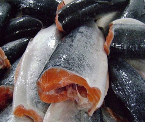 Frozen Salmon Fish