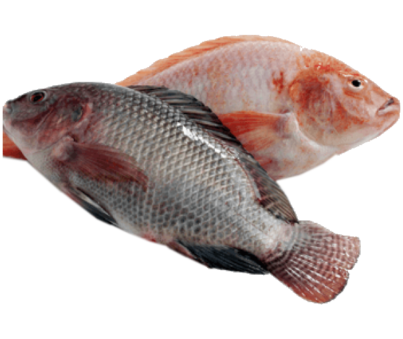 Frozen Tilapia Fish