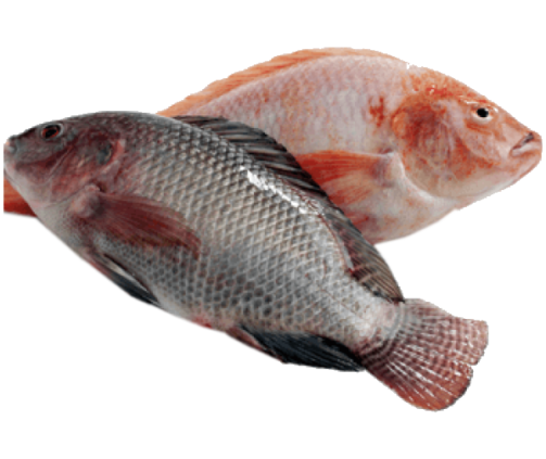 Frozen Tilapia Fish